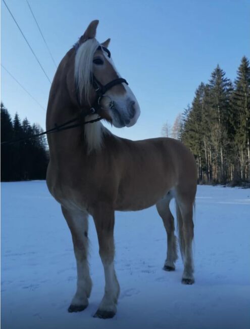 Haflinger Wallach zu verkaufen, Herbert Becvar, Pferd kaufen, Mürzzuschlag