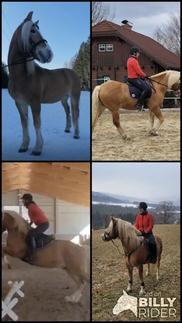 Haflinger Wallach zu verkaufen, Herbert Becvar, Pferd kaufen, Mürzzuschlag, Abbildung 5