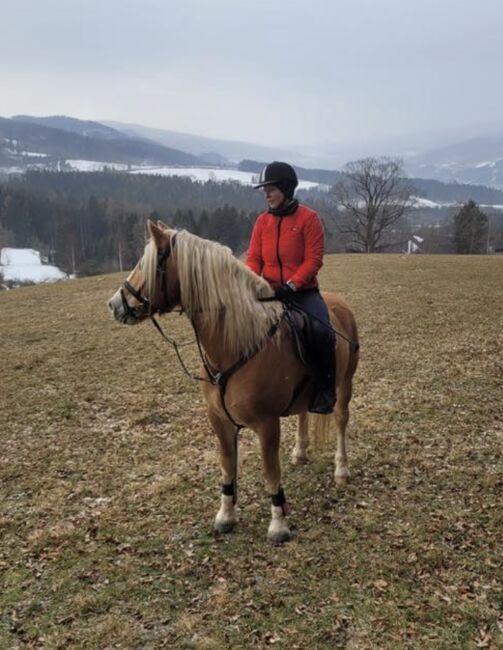 Haflinger Wallach zu verkaufen, Herbert Becvar, Pferd kaufen, Mürzzuschlag, Abbildung 4