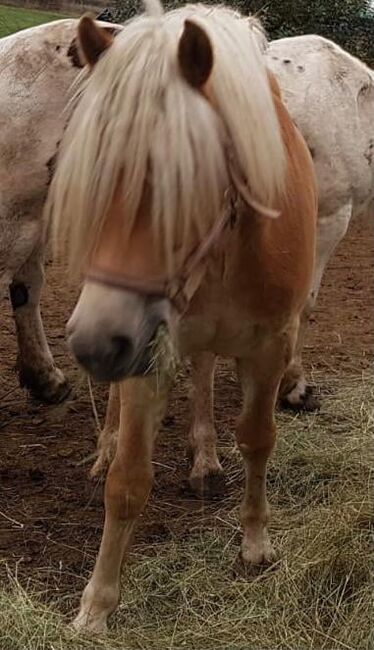 Haflinger WILLI, Stefan und Melanie, Horses For Sale, Velden