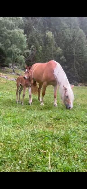 Haflinger x Vollblutaraber Stutfohlen, Kathi, Horses For Sale, Vent
