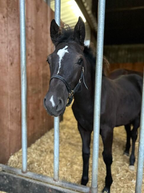 Haflinger x Reitpony Rapphengst sucht Familienanschluss, Pferdevermittlung Leus, Horses For Sale, Filsum, Image 3