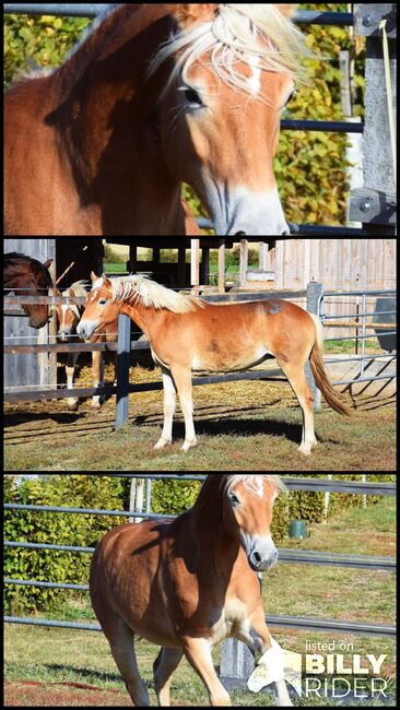 Haflingerjährling abzugeben!, Marina Kienast, Horses For Sale, Stronsdorf, Image 4