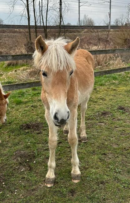 Haflingerjahrling, Sabine, Horses For Sale, Ybbs