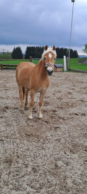 Haflinger Jungstute, Sarah, Horses For Sale, Am Landlberg
