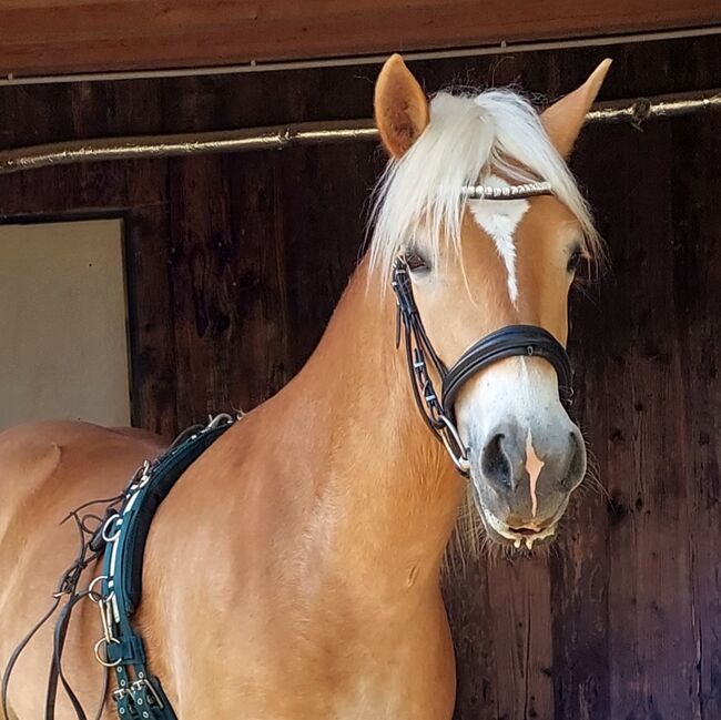 Haflingerjungstute, Koppler, Horses For Sale, Hummelberg