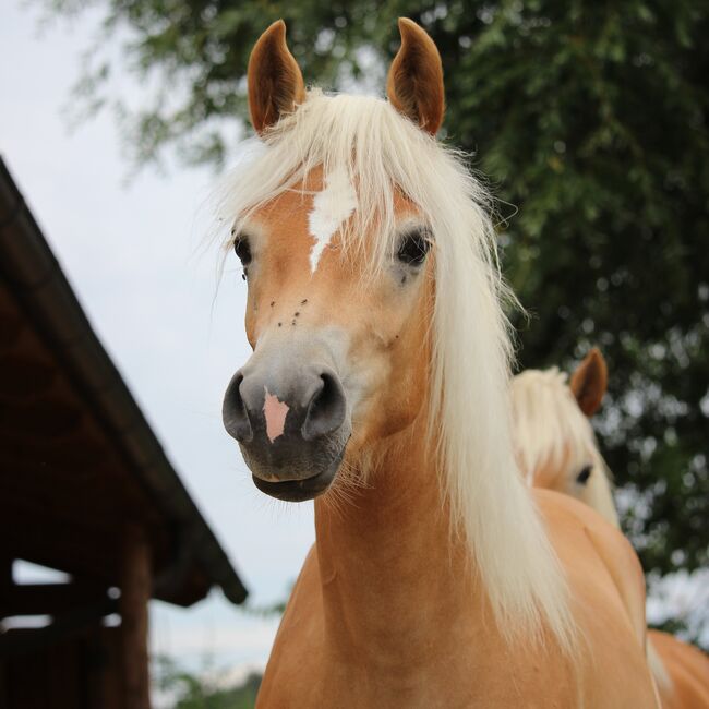 Haflingerjungstute, Koppler, Horses For Sale, Hummelberg, Image 10