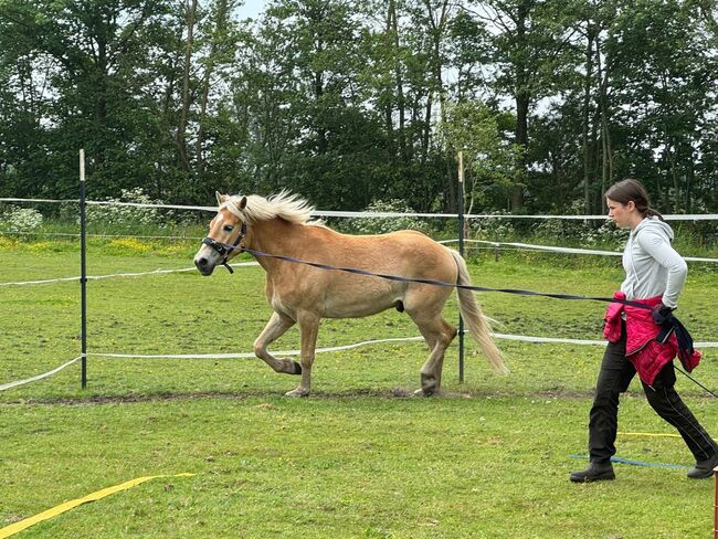 Haflinger für zukünftige Therapie, Katharina Lehmann (Pferdevermittlung Leus), Pferd kaufen, Goldelund, Abbildung 3