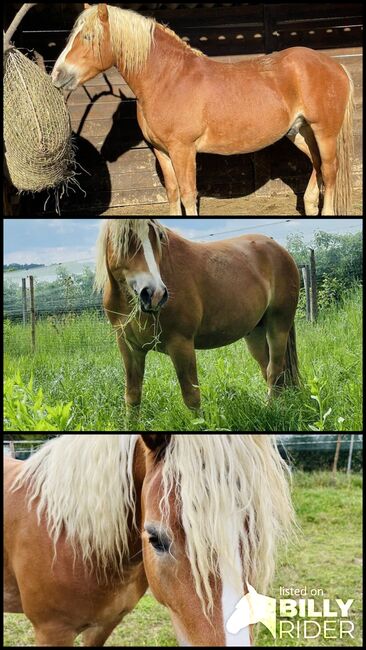 Haflinger Hengst B Linie, Marlene Klamminger , Horses For Sale, Sankt Ruprecht an der Raab , Image 4