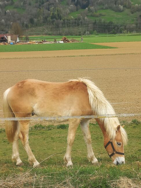 Haflingerhengst, Heike Staudacher , Horses For Sale, Mittertrixen, Image 2