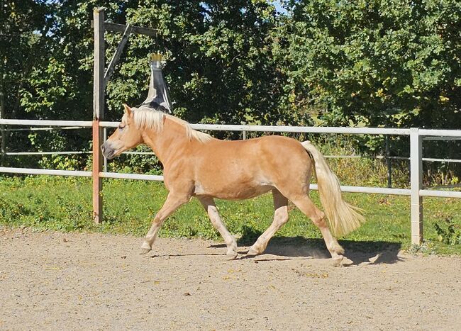 Haflingerstute ❤️, Denise, Horses For Sale, Aurolzmünster , Image 2