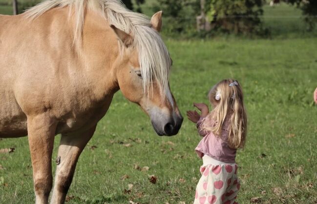 Haflingerstute „Tiffy“ sucht ein schönes Zuhause, Lucy, Horses For Sale, Loddin