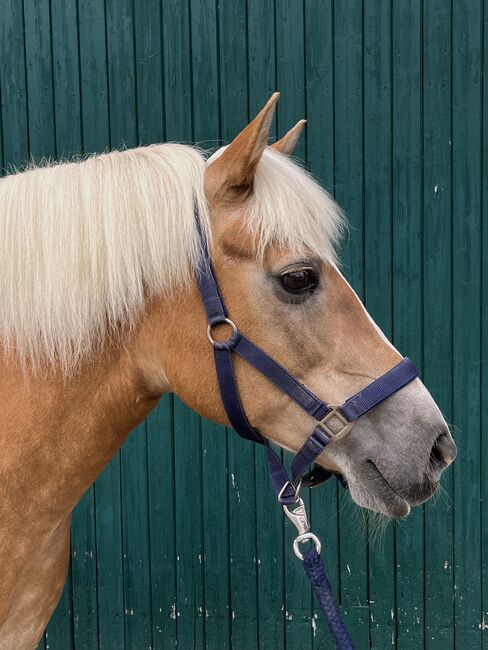 Haflingerstute sucht neues Zuhause!, Felizia Schleiff, Horses For Sale, Nordkirchen , Image 2
