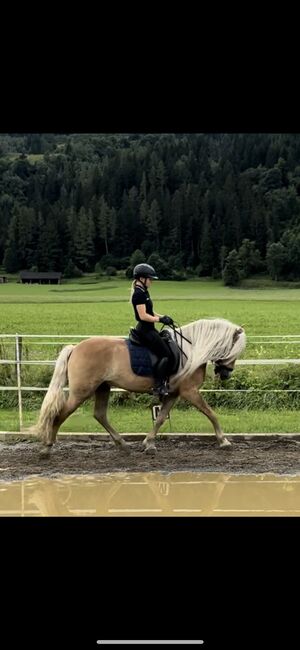 Haflinger Wallach der Extraklasse, Anna Bischof, Horses For Sale, Sankt Peter am Kammersberg, Image 5