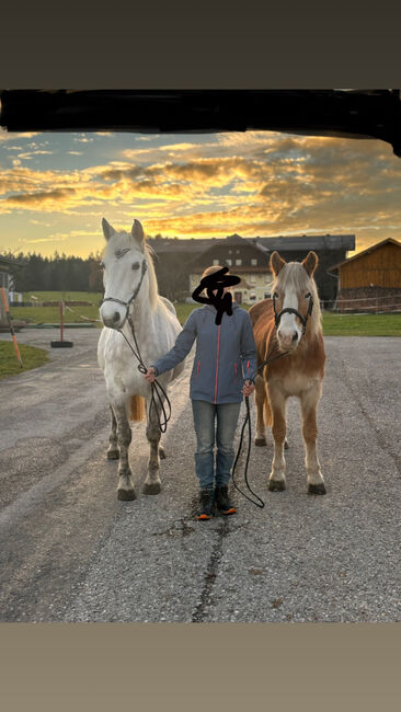 Haflingerstute und Schimmelponny, Lydia Gruber, Horses For Sale, Eugendorf