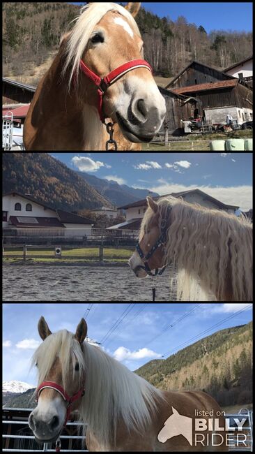 Haflingerstute, Antonia , Pferd kaufen, Landeck, Abbildung 4