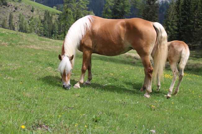 Haflingerstute, Monika , Pferd kaufen, Südtirol 