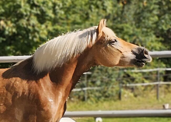 Haflingerstute ❤️, Denise, Pferd kaufen, Aurolzmünster 