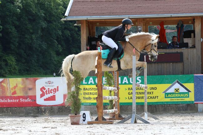 Haflingerwallach Major, Daniela Rehrl, Horses For Sale,  Seekirchen , Image 2