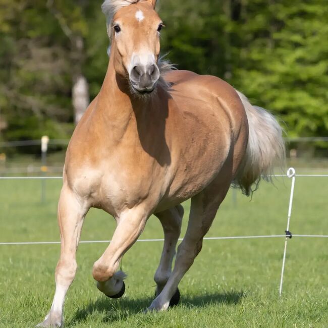 Haflingerwallach, Nicola Heinrich, Pferd kaufen, Padenstedt