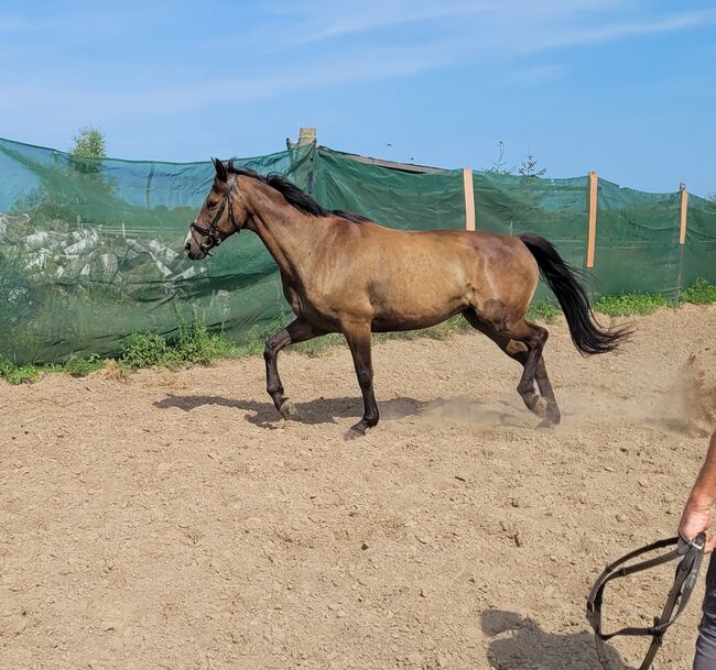 Halbblutstute, Wolfram Grunwald , Horses For Sale, Altlüdersdorf , Image 3