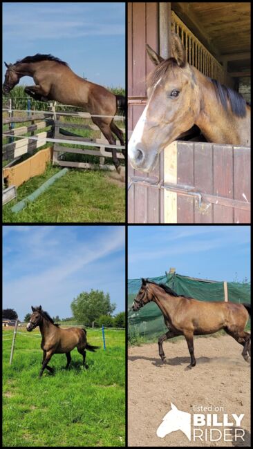 Halbblutstute, Wolfram Grunwald , Horses For Sale, Altlüdersdorf , Image 5