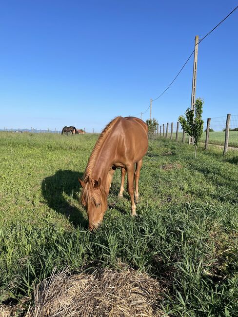 Halb Quarter Stute, Krisztina Radai, Horses For Sale, Bad Ischl, Image 5