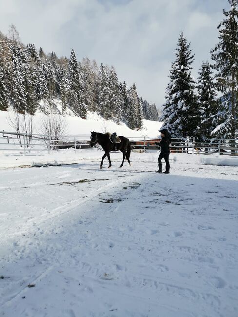 Partbred Araber Wallach, Lisa, Horses For Sale, Wenneberg, Image 7