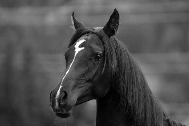 Partbred Araber Wallach, Lisa, Horses For Sale, Wenneberg, Image 4