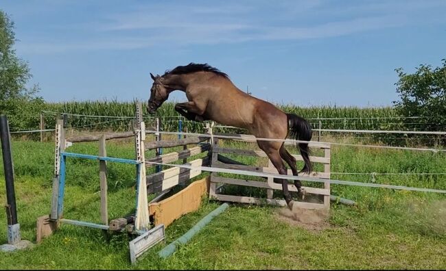 Halbblutstute, Wolfram Grunwald , Horses For Sale, Altlüdersdorf 