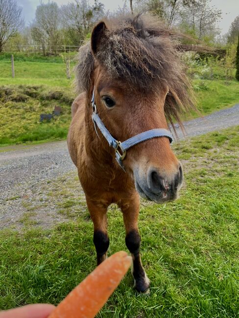 Partbred Shetlandpony Hengst gekört, Glück Simone, Horses For Sale, Flörsbachtal, Image 5