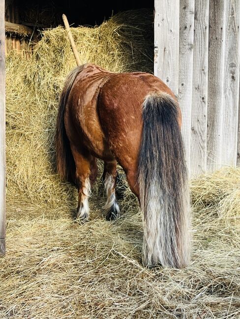 Partbred Shetlandpony Hengst gekört, Glück Simone, Horses For Sale, Flörsbachtal, Image 7