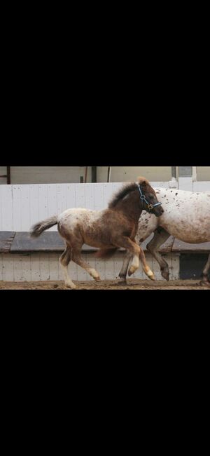 Partbred Shetlandponys suchen neues Zuhause, Imke Müller, Horses For Sale, Wuster Nordseeküste, Image 2