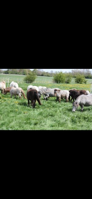 Partbred Shetlandponys suchen neues Zuhause, Imke Müller, Horses For Sale, Wuster Nordseeküste, Image 20