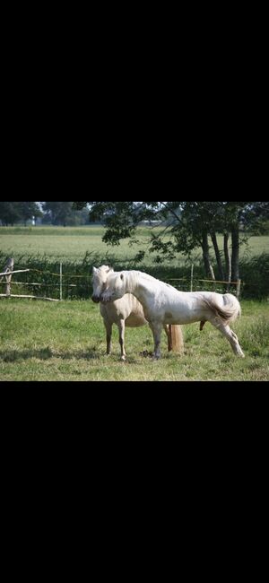 Partbred Shetlandponys suchen neues Zuhause, Imke Müller, Horses For Sale, Wuster Nordseeküste, Image 8