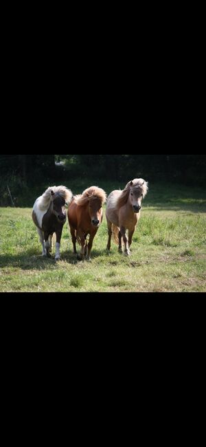 Partbred Shetlandponys suchen neues Zuhause, Imke Müller, Horses For Sale, Wuster Nordseeküste, Image 13