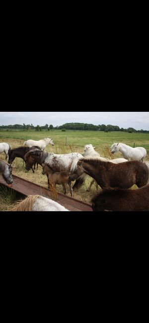 Partbred Shetlandponys suchen neues Zuhause, Imke Müller, Horses For Sale, Wuster Nordseeküste, Image 16