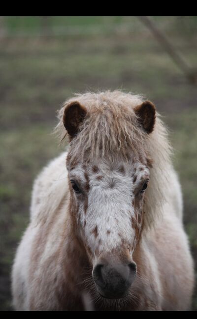 Partbred Shetlandponys suchen neues Zuhause, Imke Müller, Horses For Sale, Wuster Nordseeküste, Image 25