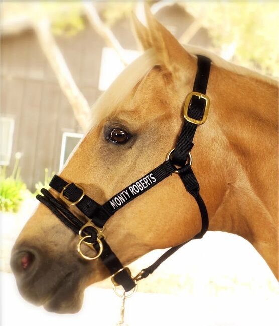 Halfter "Dually Training Halter" von Monty, Gr. WB, Monty Roberts Dually Trainings Halter, Robert, Halfter, Kolbermoor
