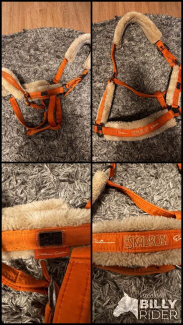 Halfter Eskadron vermillion Orange Warmblut, Eskadron, Louise, Halters, Berlin Friedrichshain, Image 5