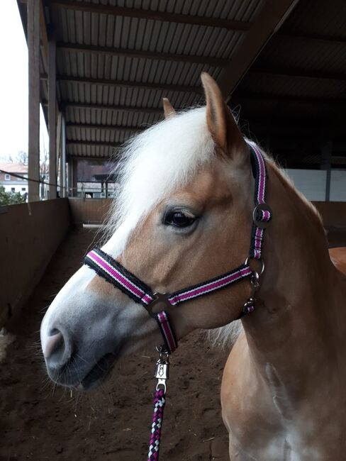 Halfter pink - schwarz mit Strick, Mustang Halfter , Anette Lindskov Bartels , Halfter, Uetersen