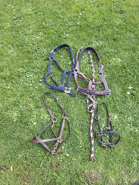 Halfter mit Strick, Eskadron , Privat , Halfter, Münzenberg 