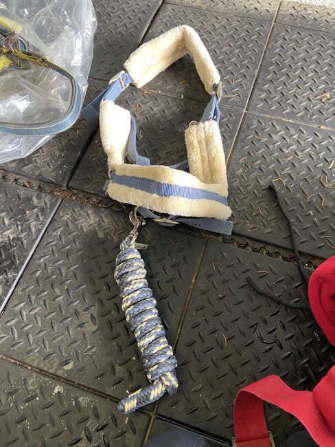 Halfterset, Showmaster , Stephanie , Halfter, Graz 