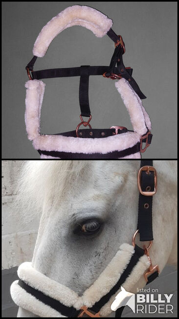 Pony Fellhalfter, Karolina, Halters, Köln, Image 3