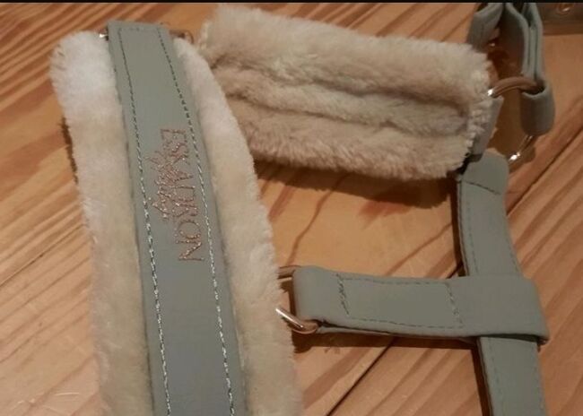 Halfter Eskadron P2, Franzi, Halters, Ebsdorfergrund, Image 2