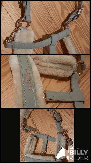 Halfter Eskadron P2, Franzi, Halters, Ebsdorfergrund, Image 4
