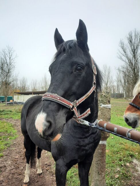 Eskadronhalfter sucht neuen Pferdekopf, Eskadron , Julia , Kantary, Oranienburg , Image 3