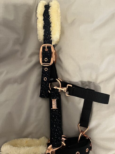 Halfter Felix Bühler, Felix Bühler , Hedy, Halters, Ulm, Image 4