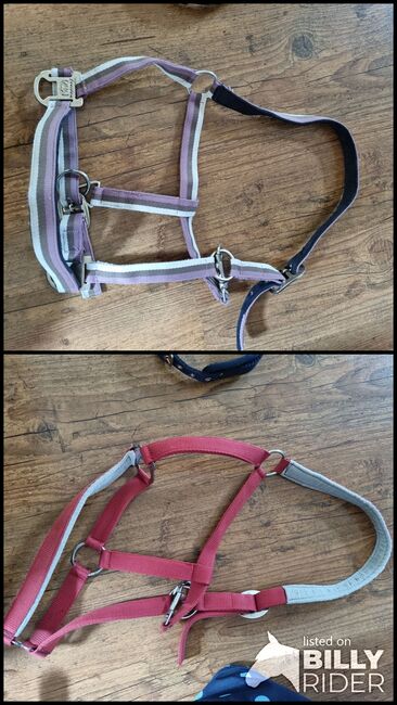 Halfter für Großpferd, Franziska Ortmüller , Halters, Lennestadt, Image 3