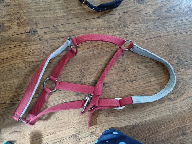 Halfter für Großpferd, Franziska Ortmüller , Halters, Lennestadt, Image 2